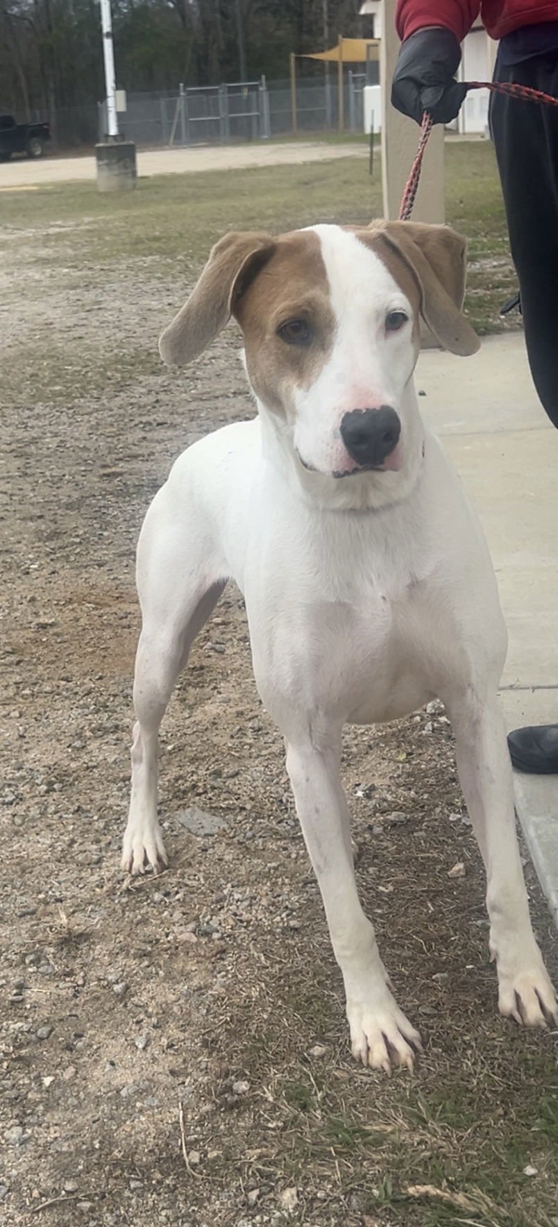 DEXTER DIXON - English Pointer available for adoption