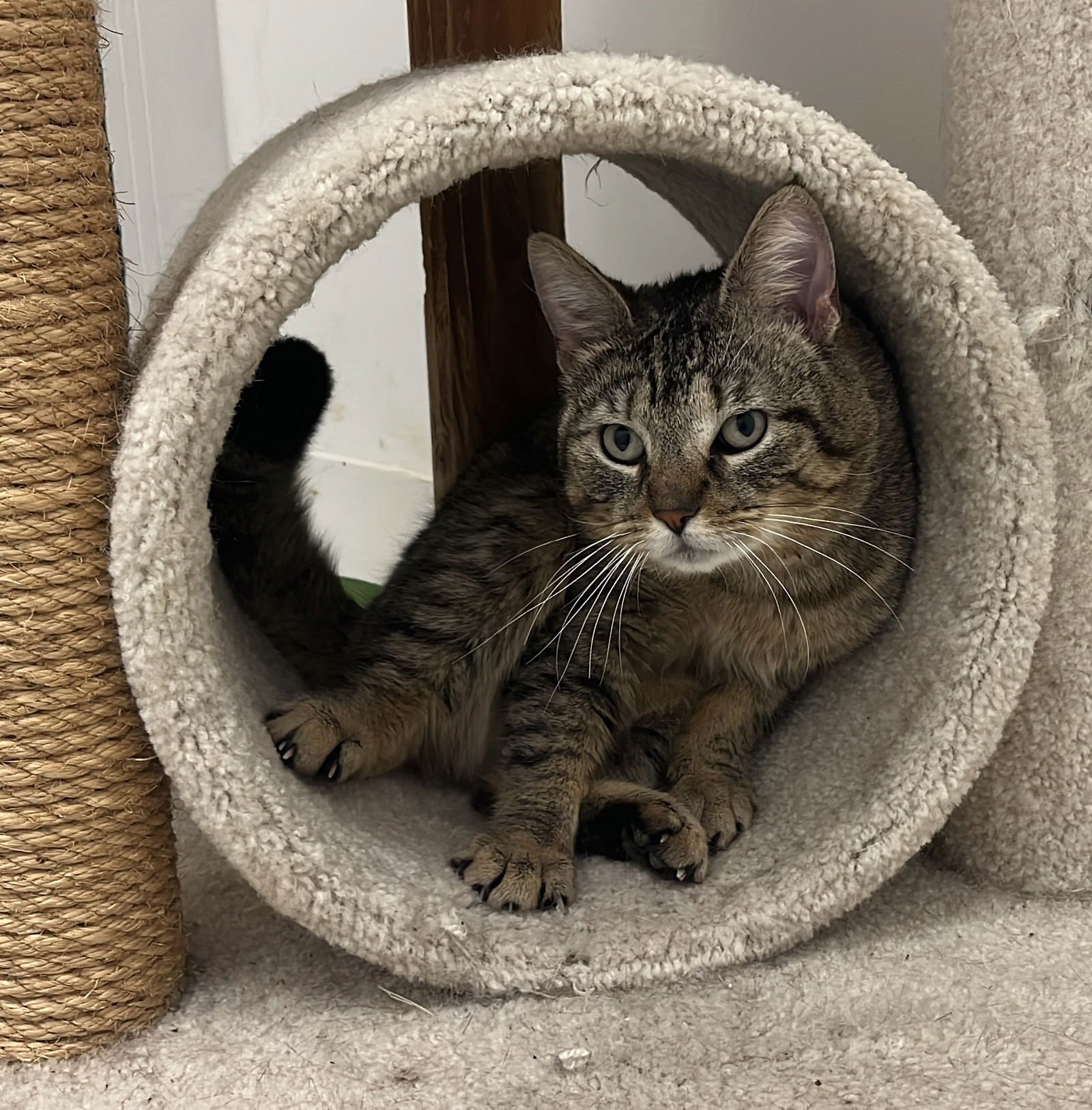 STEWART RM - Domestic Short Hair available for adoption