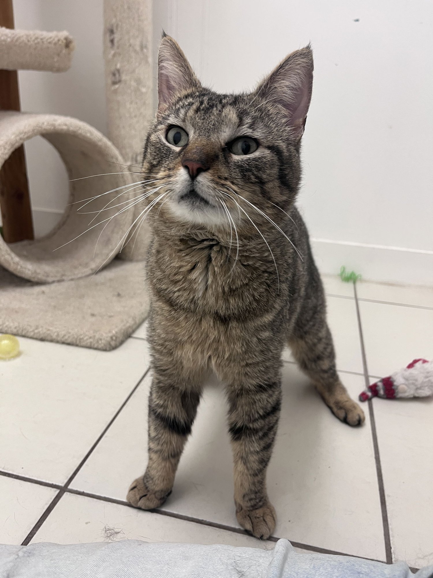 STEWART RM - Domestic Short Hair available for adoption