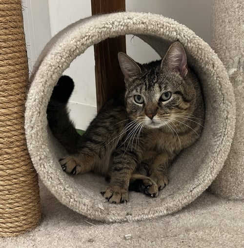 STEWART - Domestic Short Hair available for adoption