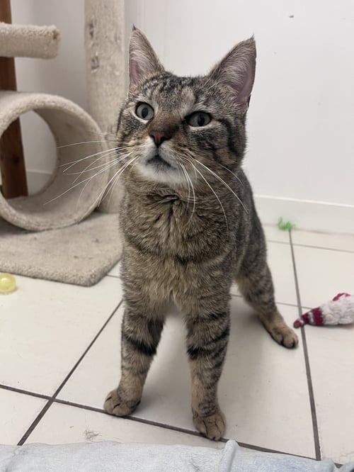 STEWART - Domestic Short Hair available for adoption