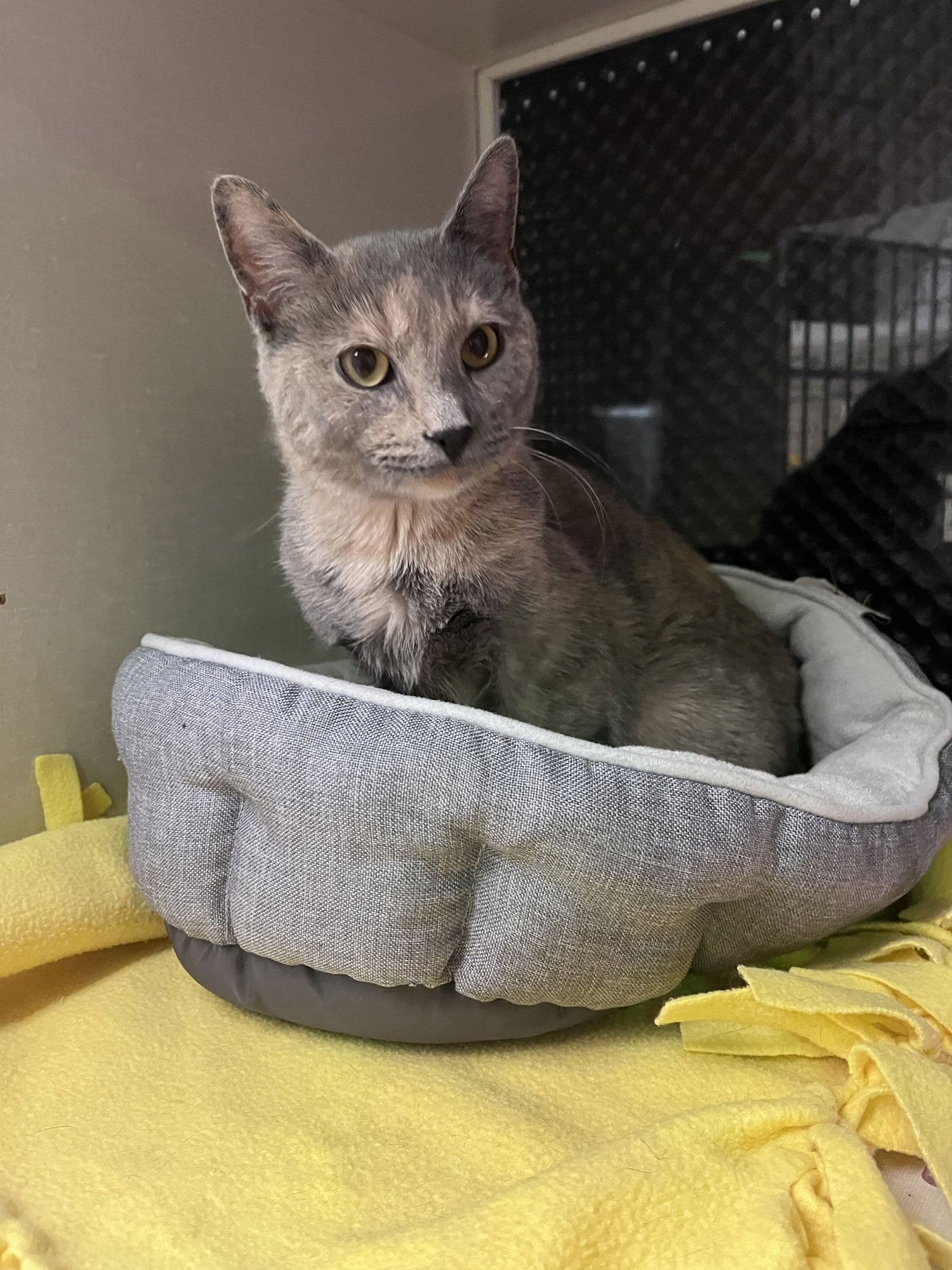 ESME RM - Domestic Short Hair available for adoption