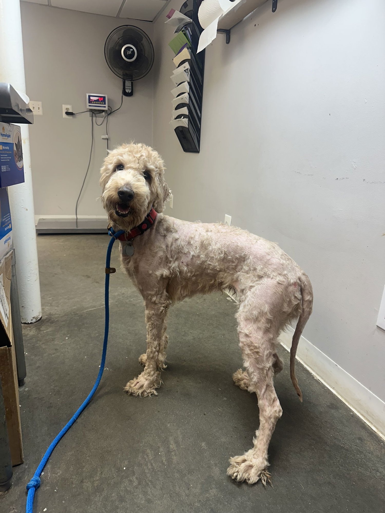 PENNY NJ - Poodle (Standard) / Golden Retriever available for adoption