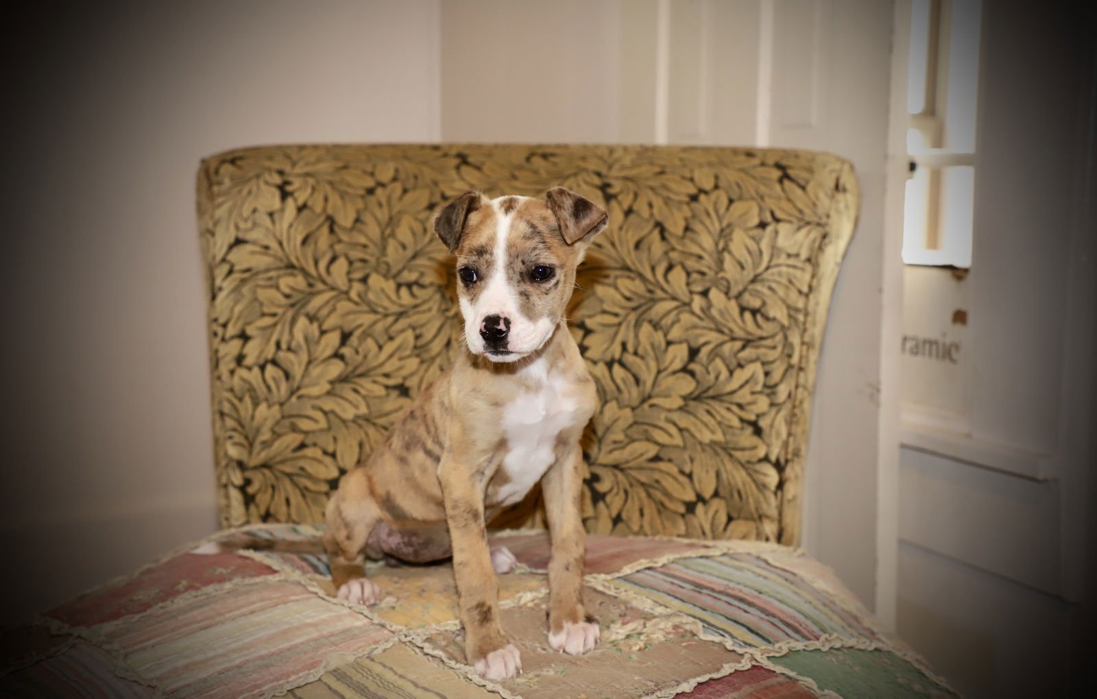 BILLY JEAN KING LONESTAR - Unknown available for adoption