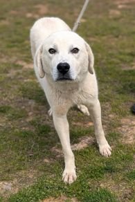 KUMO SCAS - Labrador Retriever available for adoption