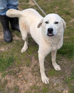 KUMO SCAS - Labrador Retriever available for adoption