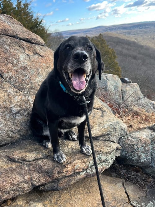 SHADOW (KING) HAVARD - Labrador Retriever available for adoption