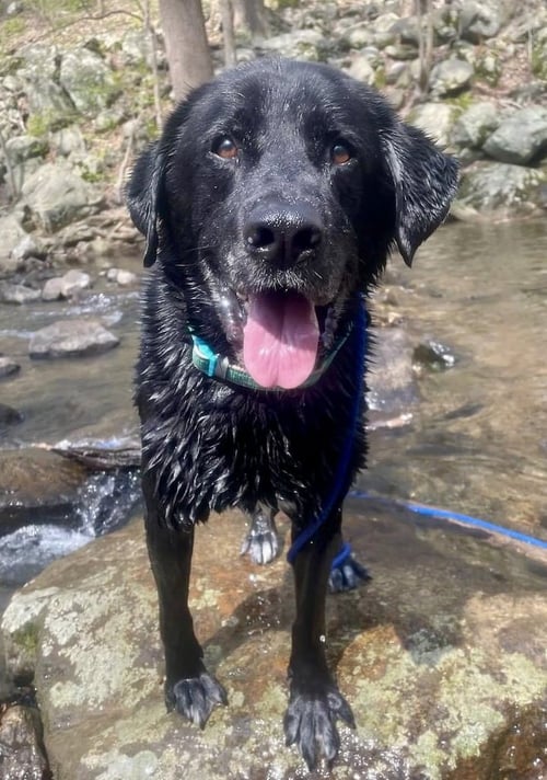 SHADOW (KING) HAVARD - Labrador Retriever available for adoption