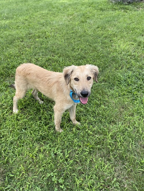 OMEGA ALBANIA - Retriever available for adoption