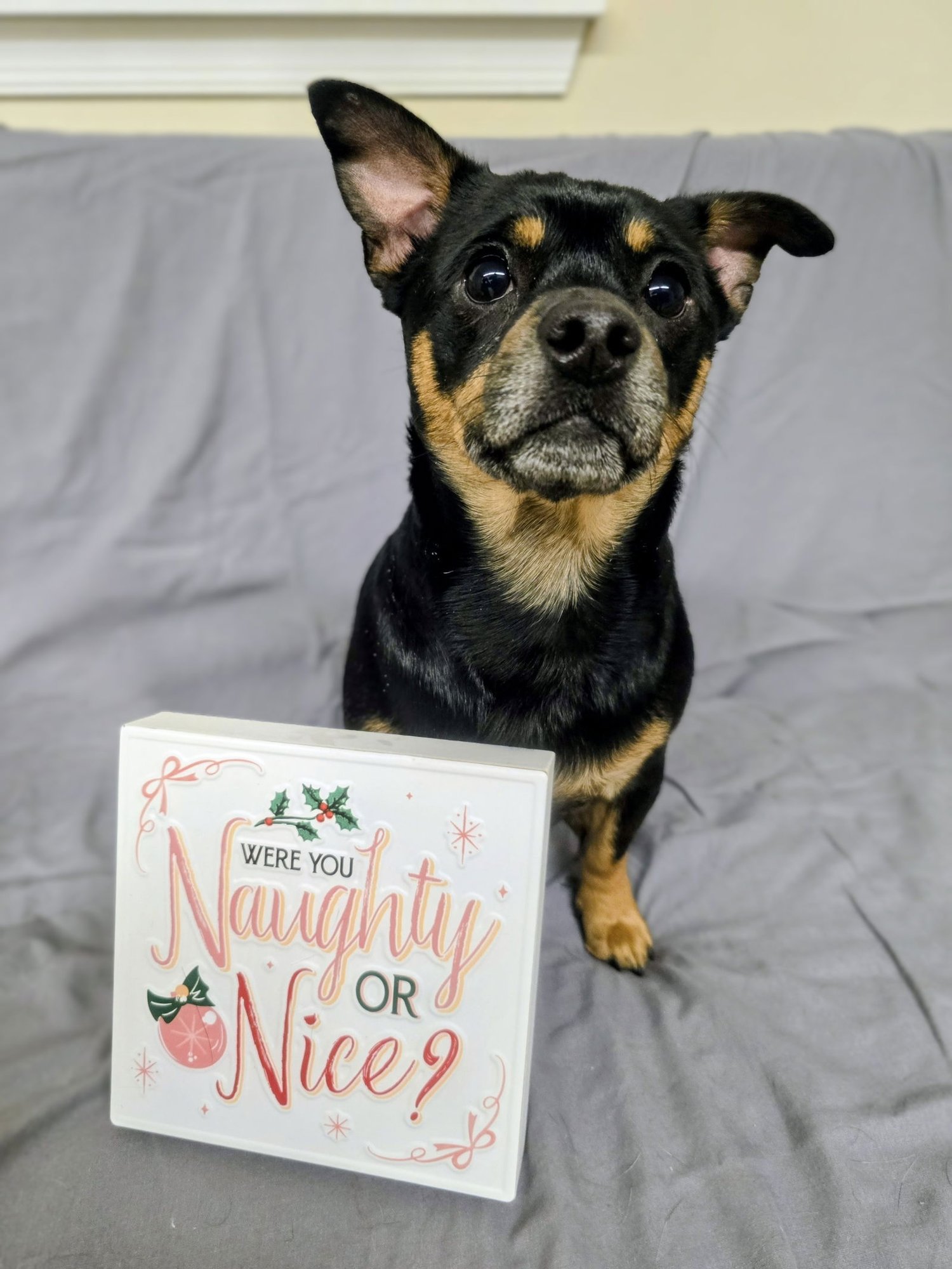 CHARLIE NJ - Chihuahua available for adoption