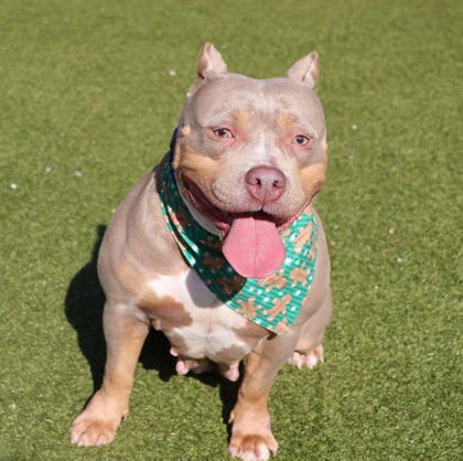 LIL MAMA ATHENS - American Staffordshire Terrier available for adoption