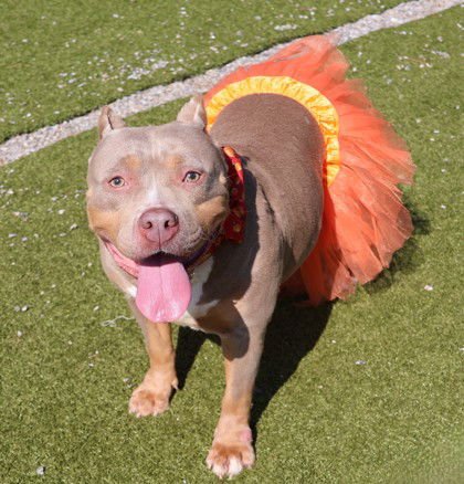 LIL MAMA ATHENS - American Staffordshire Terrier available for adoption