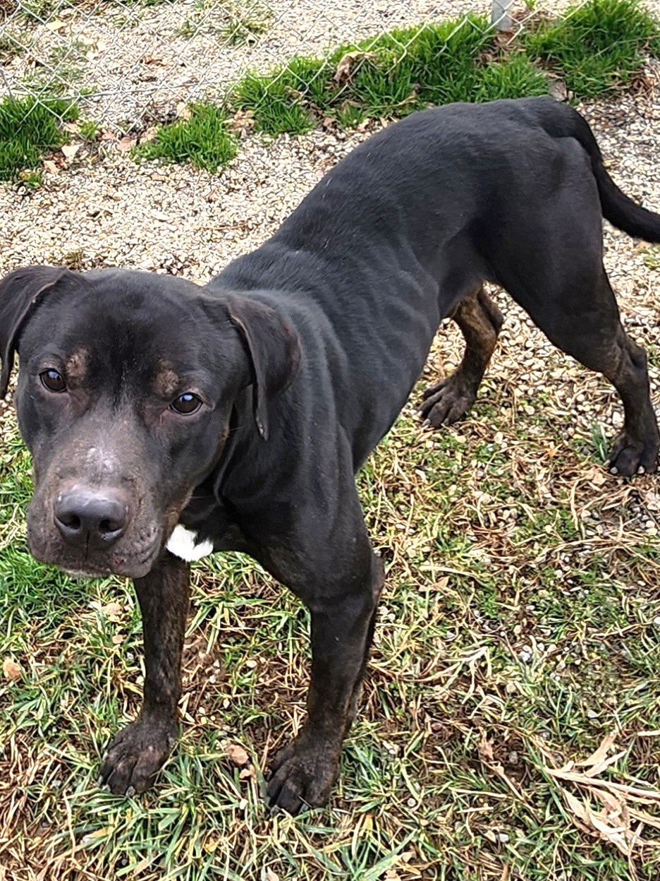 ABBOTT SCAS - Labrador Retriever / Boxer available for adoption