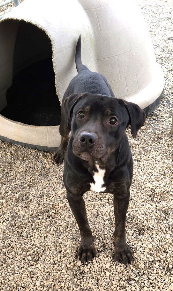 ABBOTT SCAS - Labrador Retriever / Boxer available for adoption