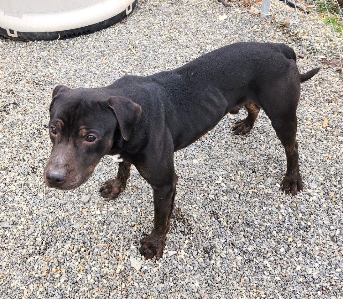 Abbott SCAS - Photo 3