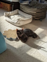 Iris - Photo 3