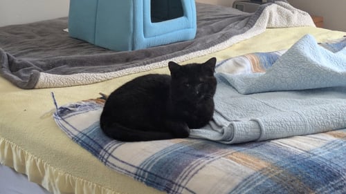 IRIS - Domestic Short Hair available for adoption
