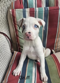 Gruff Lonestar - Photo 1