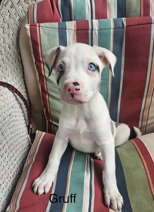 GRUFF LONESTAR - Great Dane / Great Pyrenees available for adoption