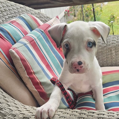 GRUFF LONESTAR - Great Dane / Great Pyrenees available for adoption