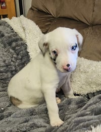 Gruff Lonestar - Photo 3