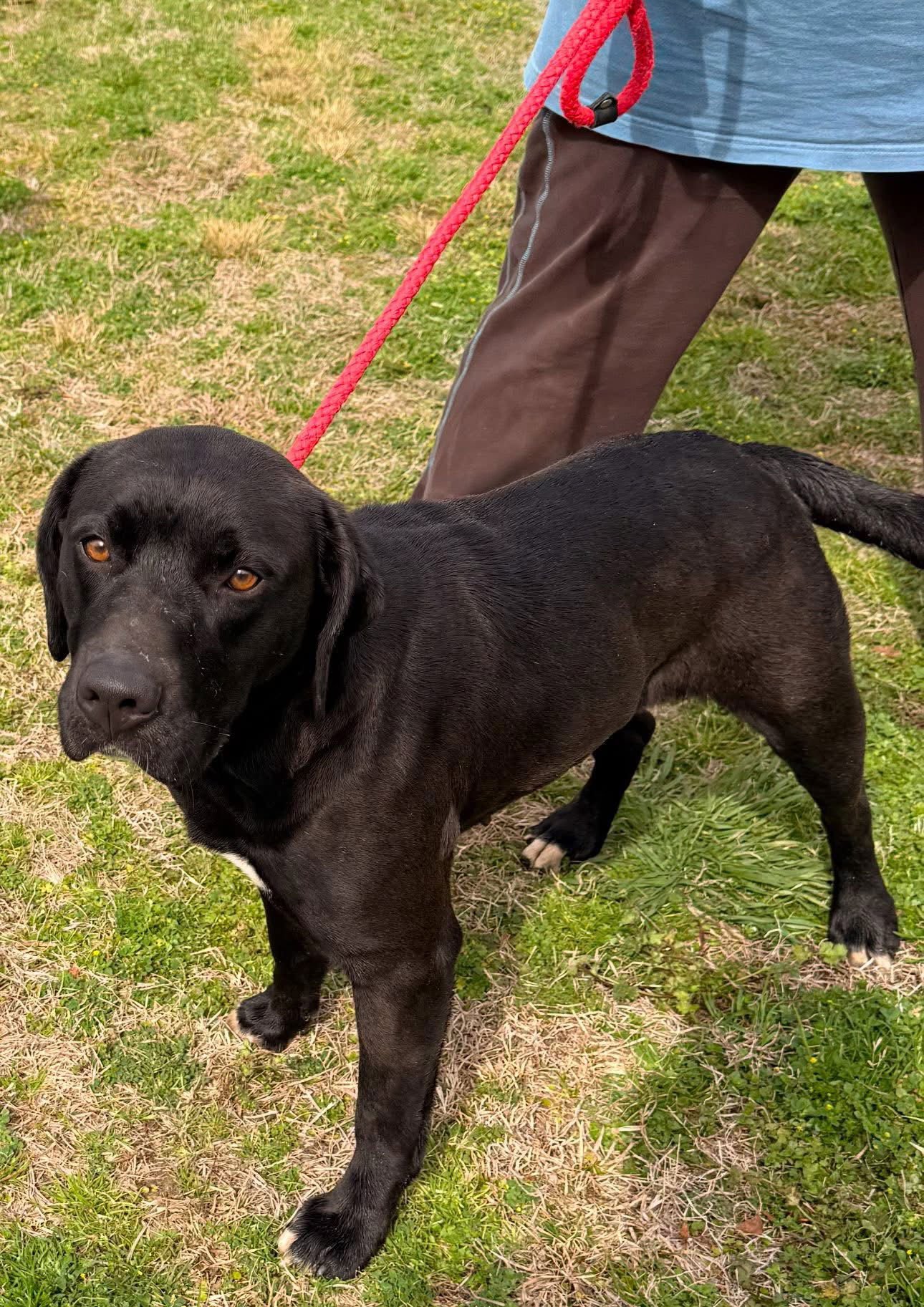 RUTHIE HC - Black Labrador Retriever available for adoption
