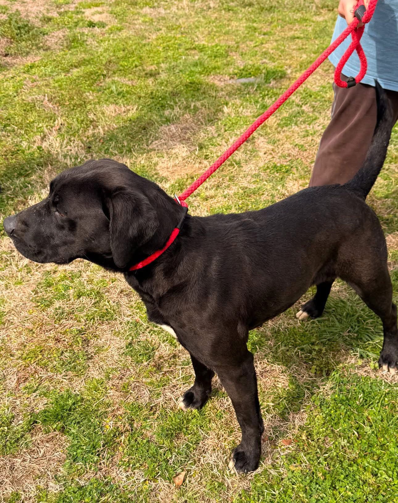 RUTHIE HC - Black Labrador Retriever available for adoption