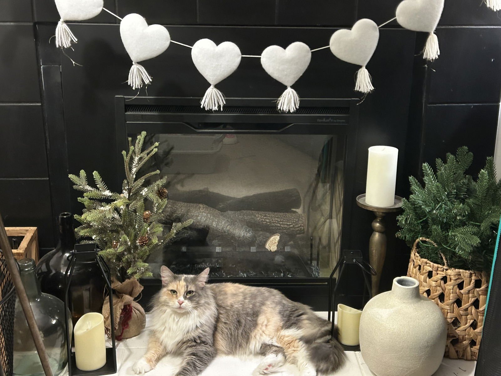 SWEET PEA - Domestic Long Hair available for adoption