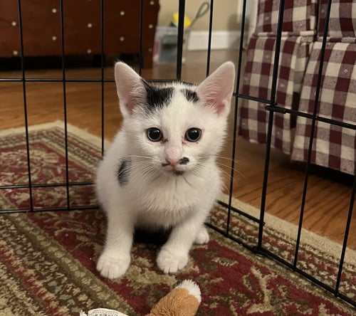 JEAN'S ARIA KITTEN - Domestic Short Hair available for adoption