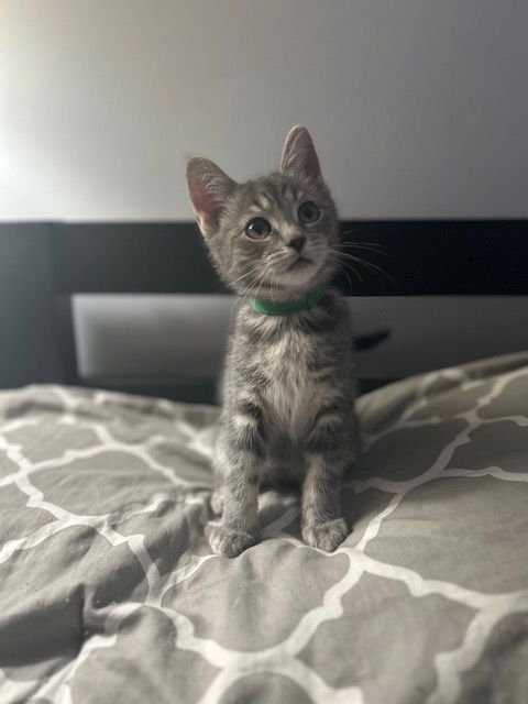 NADIA'S LUNA KITTEN - Domestic Short Hair available for adoption