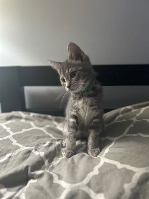 NADIA'S LUNA KITTEN - Domestic Short Hair available for adoption