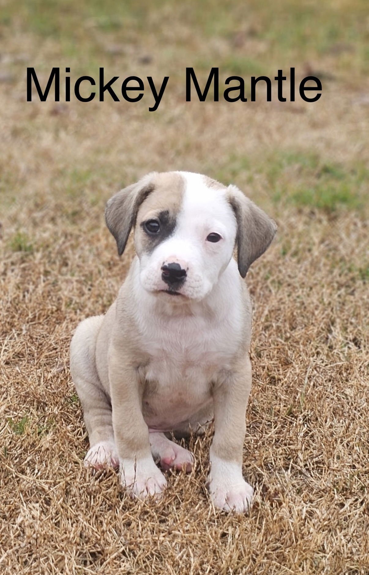 MICKEY MANTLE LONESTAR - Catahoula Leopard Dog available for adoption