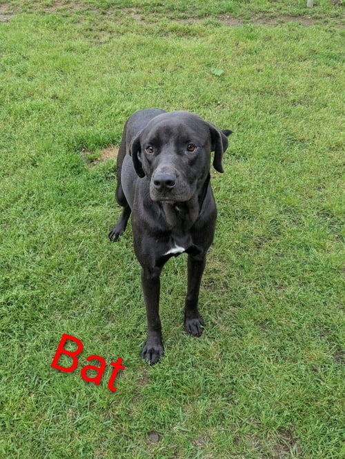 BAT DIXON - Black Labrador Retriever available for adoption