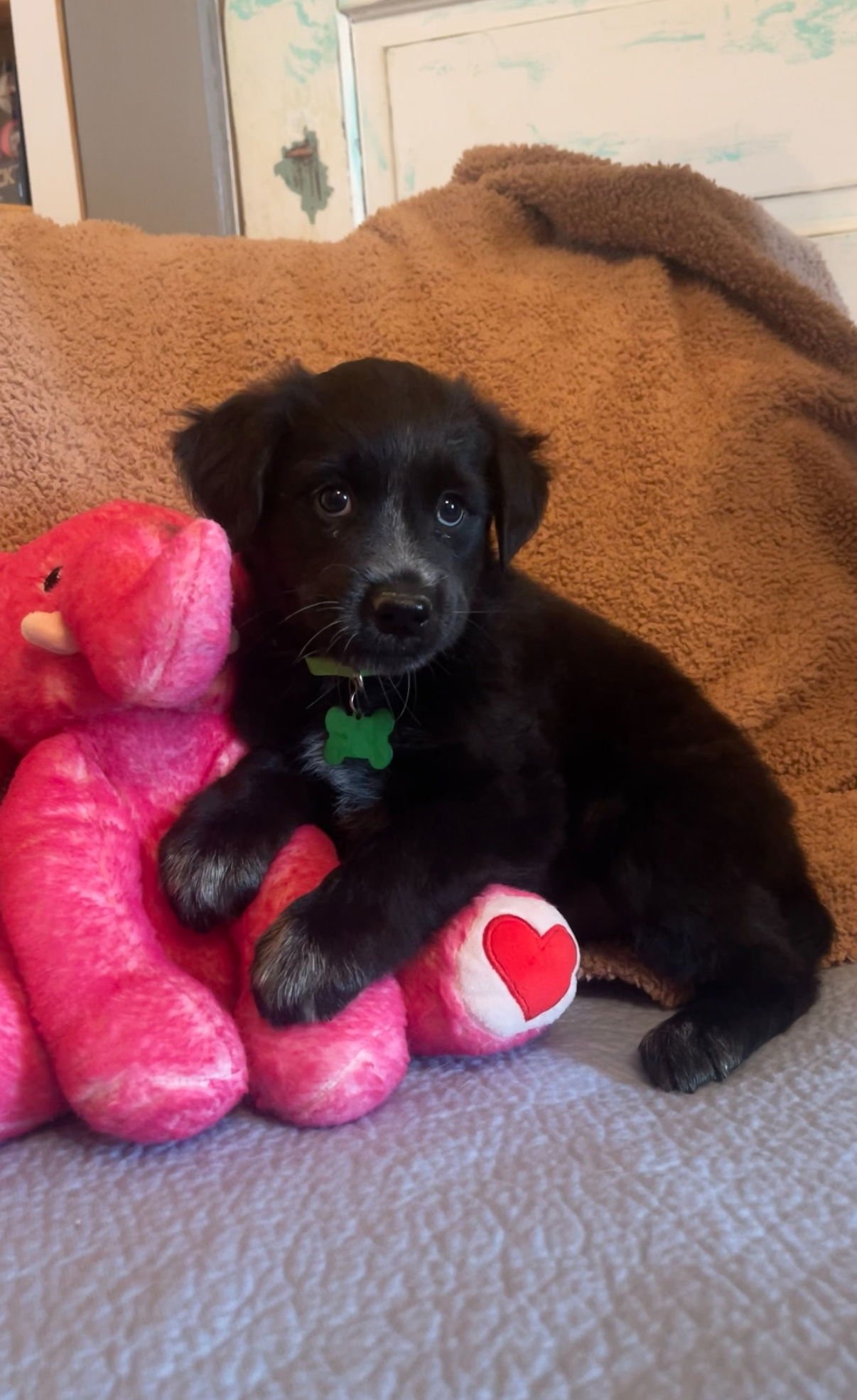 SOPHIE LONESTAR - Labrador Retriever available for adoption