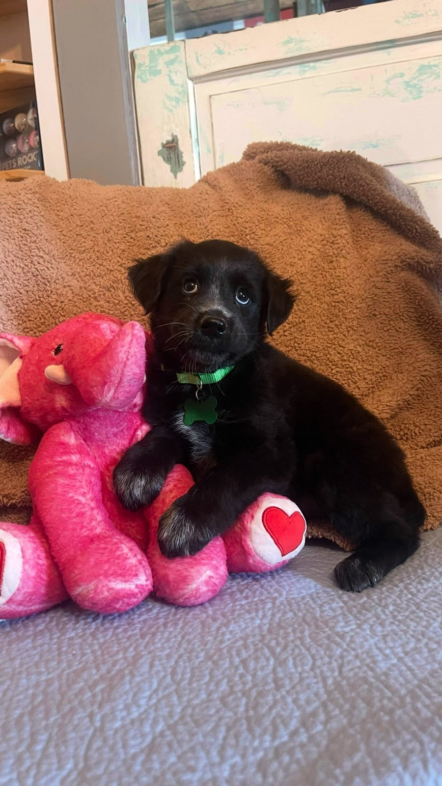 SOPHIE LONESTAR - Labrador Retriever available for adoption