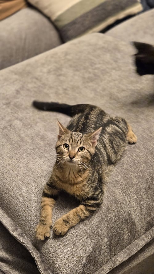RAVEN'S ARAGON KITTEN