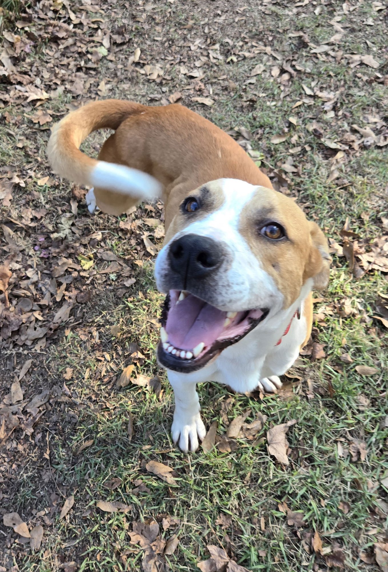 MICK LIZMAN - American Bulldog available for adoption