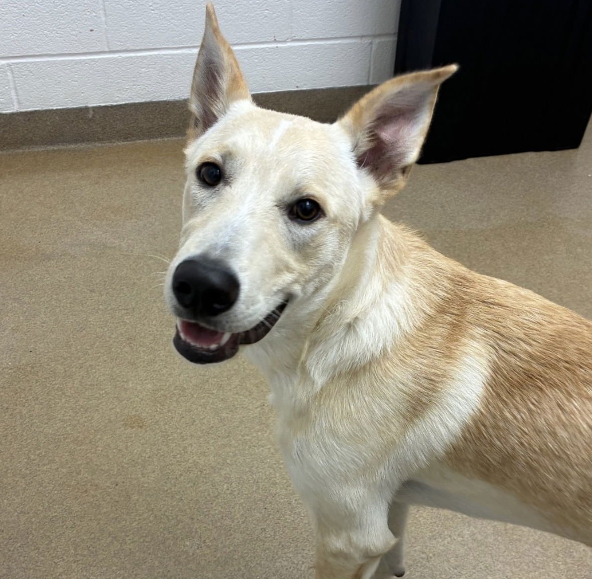 NOODLE GCH - Shepherd available for adoption