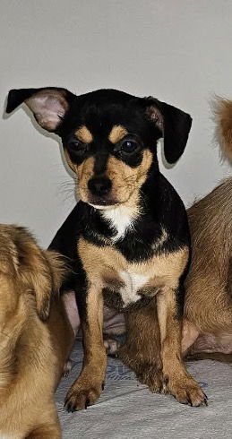 JANET LONESTAR - Chihuahua / Terrier available for adoption