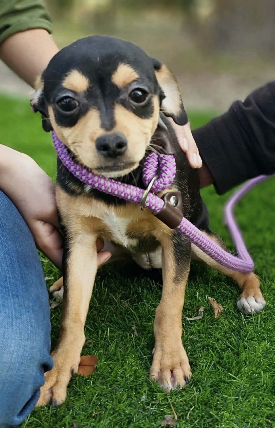 JANET LONESTAR - Chihuahua / Terrier available for adoption