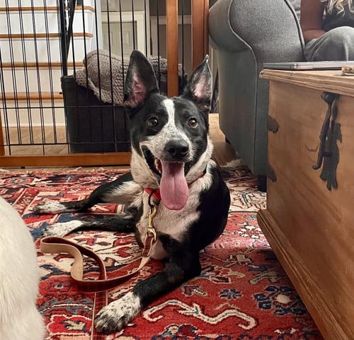 BRUCE GCH - Cattle Dog available for adoption