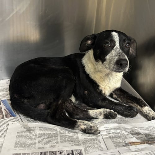 BRUCE GCH - Cattle Dog available for adoption