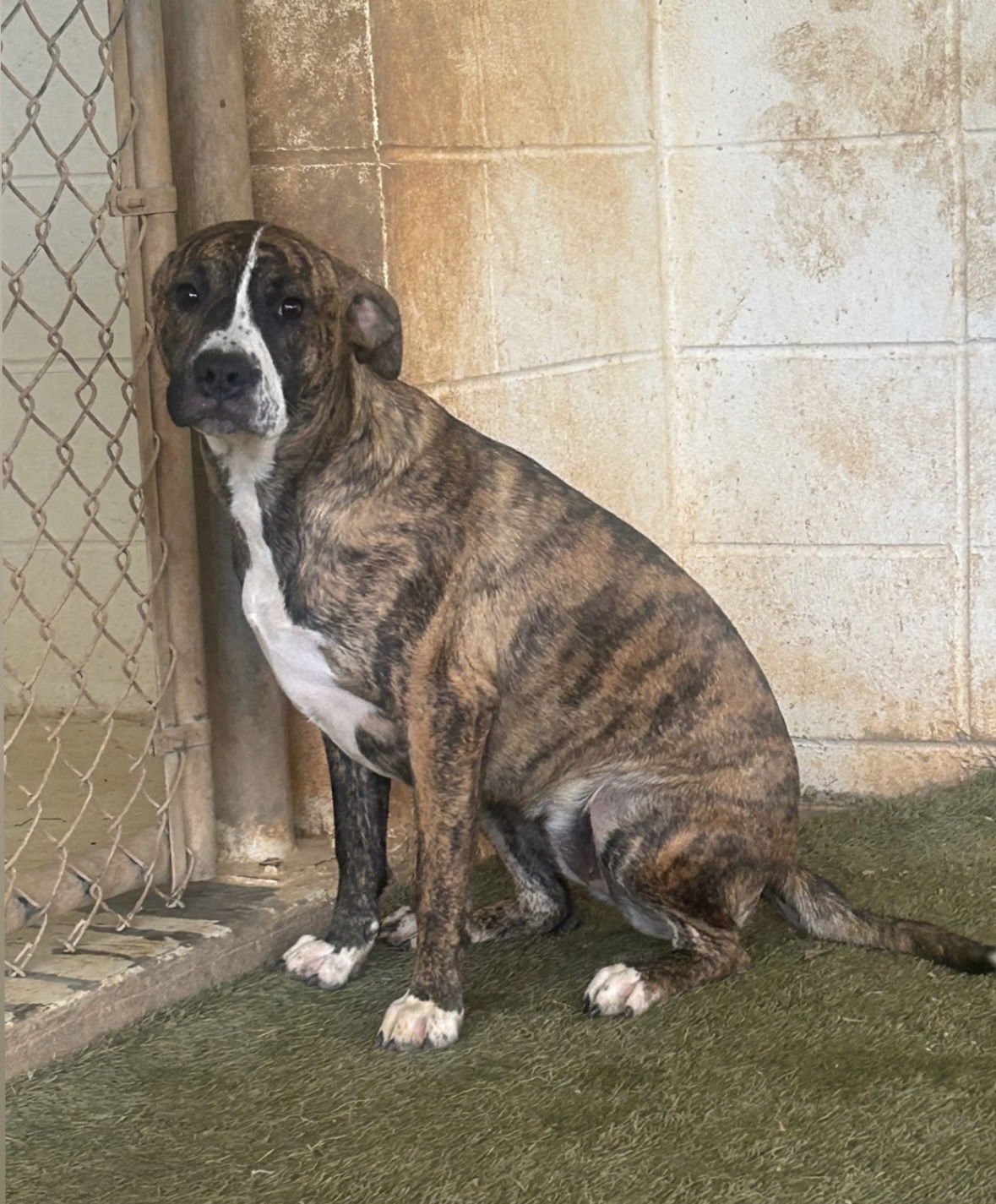 FANTA DIXON - Boxer / Plott Hound available for adoption