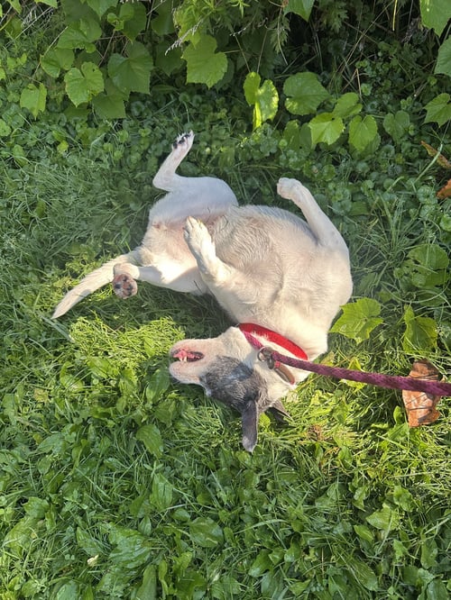 BRANDI BARNWELL - Pug / Labrador Retriever available for adoption