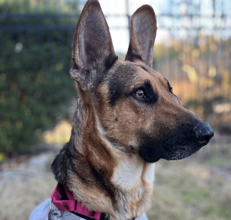 SIR SAMSON LONESTAR - German Shepherd Dog available for adoption