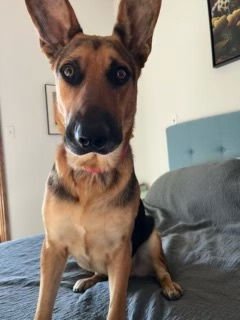 SIR SAMSON LONESTAR - German Shepherd Dog available for adoption