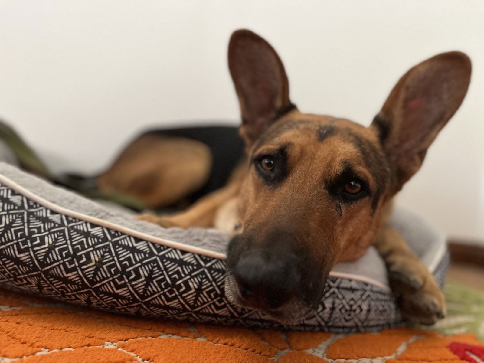 Sir Samson Lonestar - Photo 3