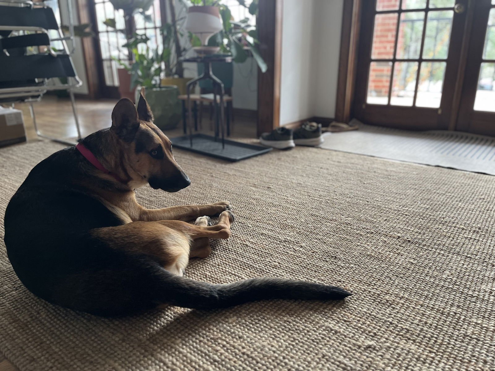 Sir Samson Lonestar - Photo 4