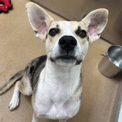 PEPPERCORN GCH - Catahoula Leopard Dog available for adoption