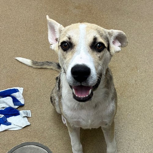 PEPPERCORN GCH - Catahoula Leopard Dog available for adoption